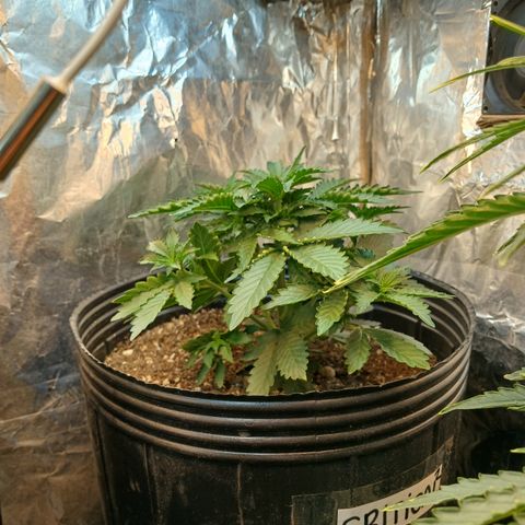 Auto Critical Orange Punch #2 growlog timeline photo