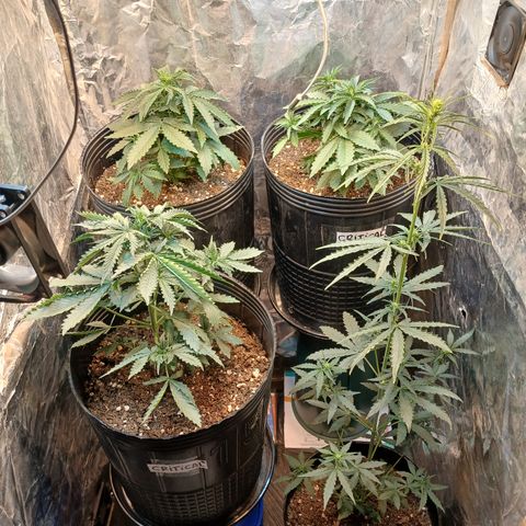 Auto Critical Orange Punch #1 growlog timeline photo