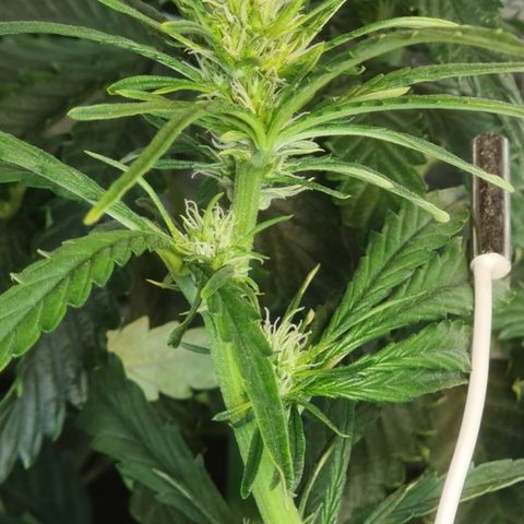 Auto Jack Herer growlog timeline photo