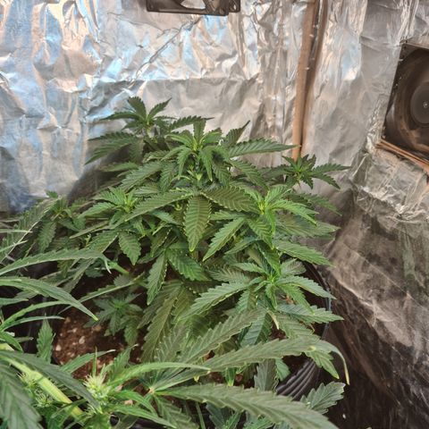 Auto Critical Orange Punch #2 growlog timeline photo