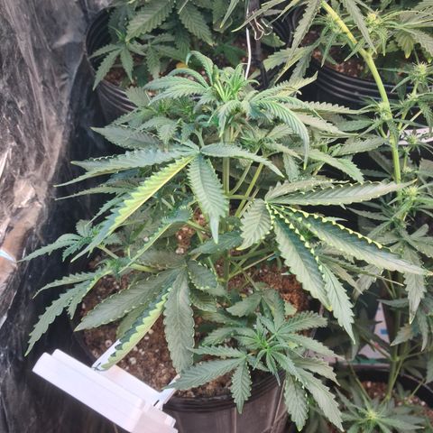 Auto Critical Orange Punch #3 growlog timeline photo