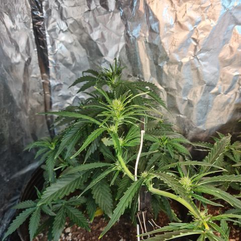 Auto Critical Orange Punch #1 growlog timeline photo