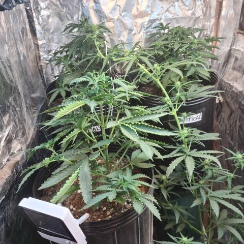 Auto Critical Orange Punch #1 growlog timeline photo