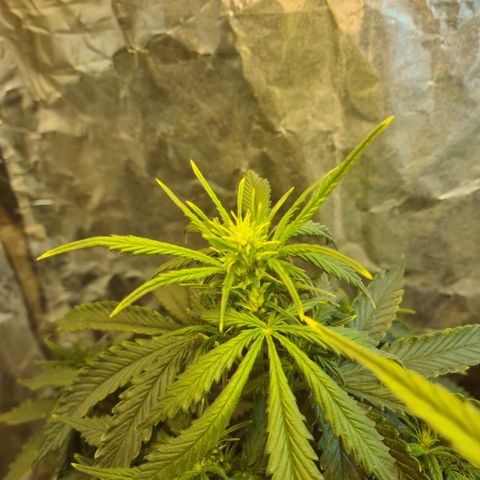 Auto Jack Herer growlog timeline photo