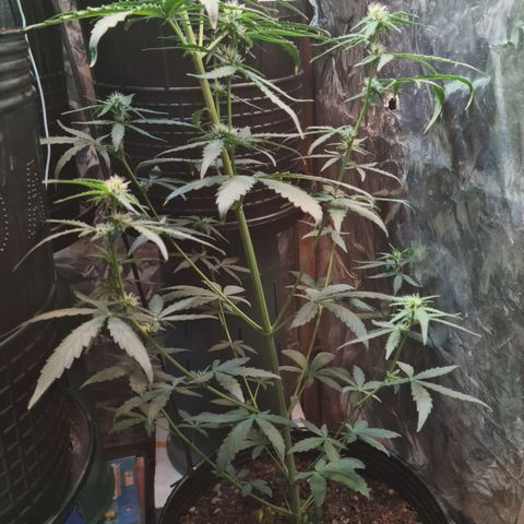 Auto Jack Herer growlog timeline photo