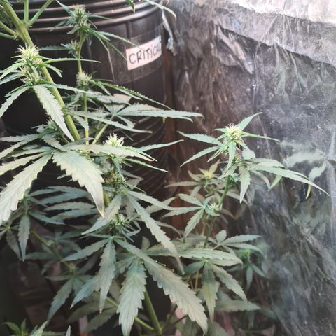Auto Jack Herer growlog timeline photo