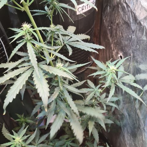 Auto Jack Herer growlog timeline photo