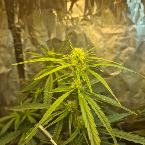 Auto Jack Herer growlog timeline photo