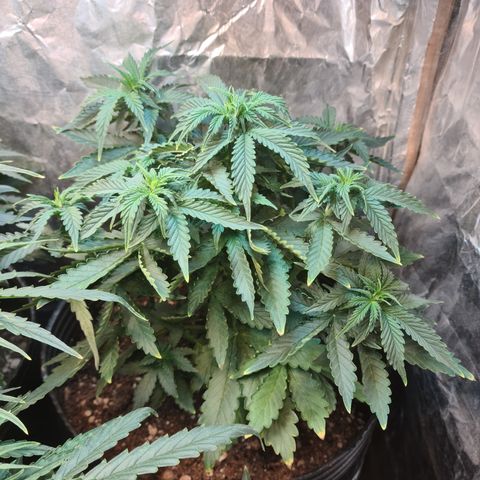 Auto Critical Orange Punch #2 growlog timeline photo
