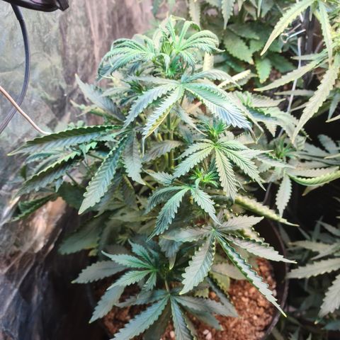 Auto Critical Orange Punch #3 growlog timeline photo