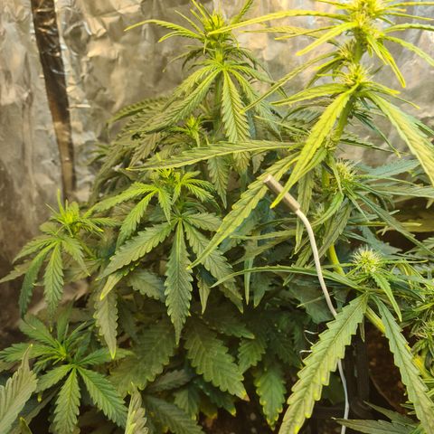 Auto Critical Orange Punch #1 growlog timeline photo
