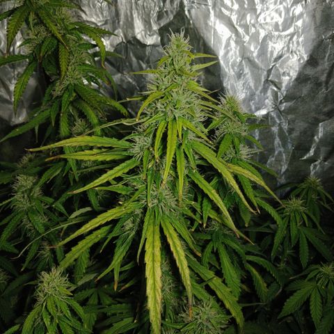 Auto Jack Herer growlog timeline photo