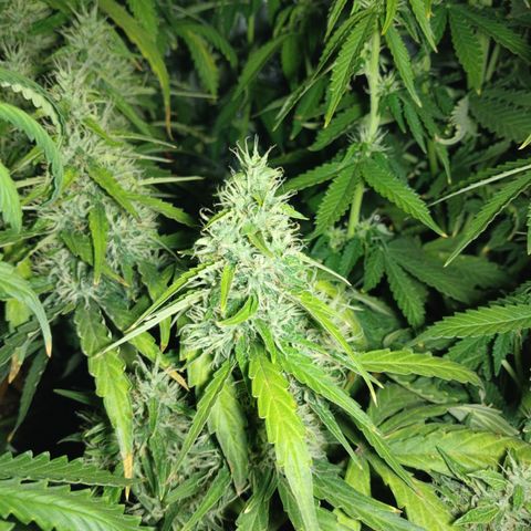 Auto Jack Herer growlog timeline photo