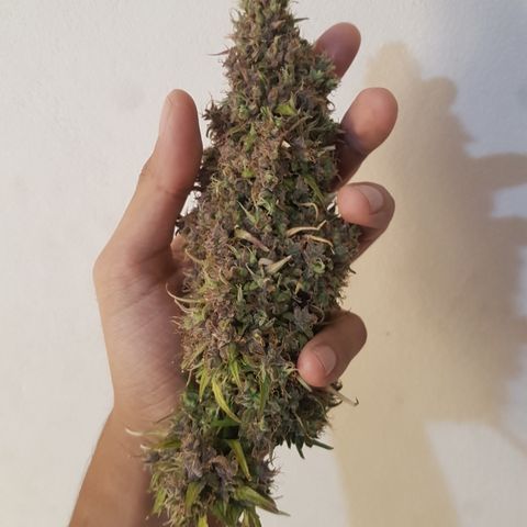Auto Jack Herer growlog timeline photo