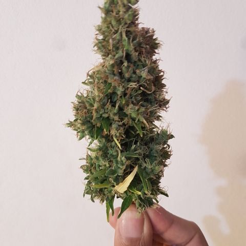 Auto Jack Herer growlog timeline photo