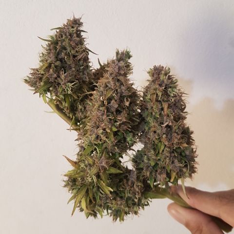 Auto Jack Herer growlog timeline photo