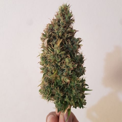 Auto Jack Herer growlog timeline photo