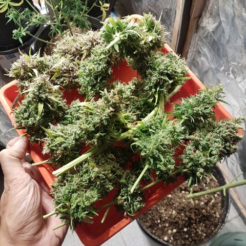 Auto Jack Herer growlog timeline photo