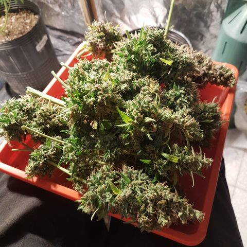 Auto Jack Herer growlog timeline photo