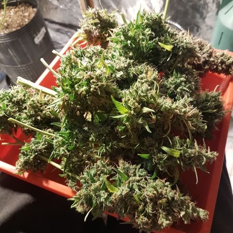 Auto Jack Herer growlog timeline photo