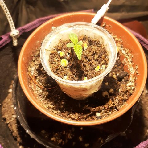 Double Cookies growlog timeline photo