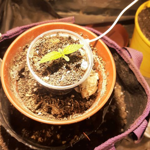 Double Cookies growlog timeline photo