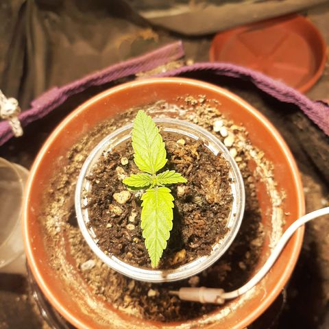 Double Cookies growlog timeline photo