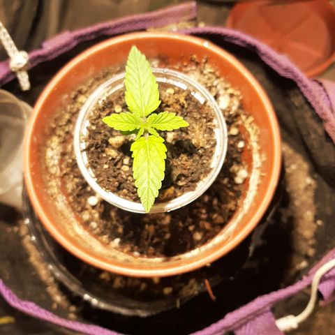 Double Cookies growlog timeline photo