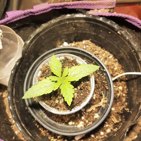 Double Cookies growlog timeline photo