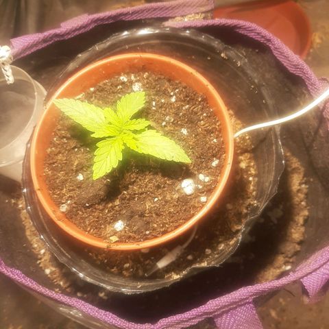 Double Cookies growlog timeline photo