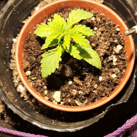 Double Cookies growlog timeline photo