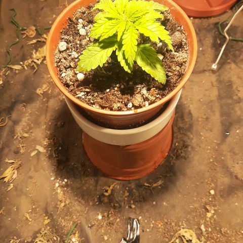Double Cookies growlog timeline photo