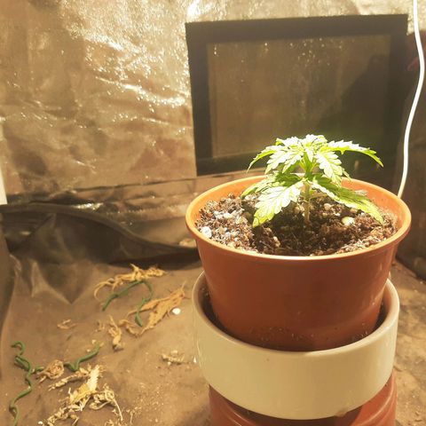 Double Cookies growlog timeline photo