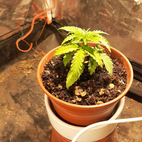 Double Cookies growlog timeline photo