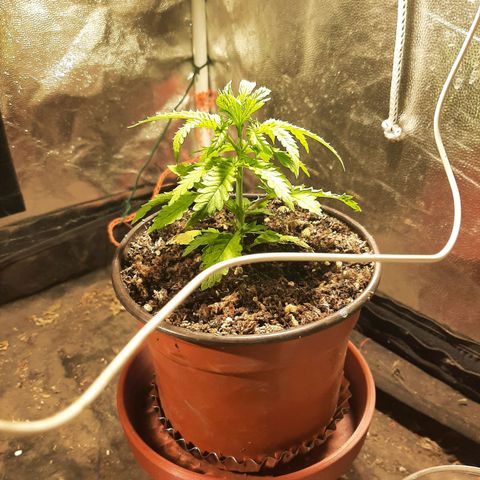 Double Cookies growlog timeline photo