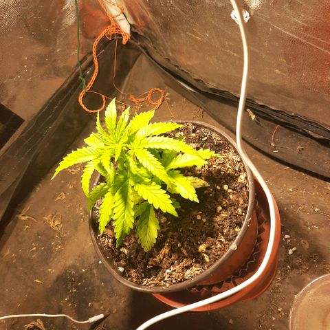 Double Cookies growlog timeline photo