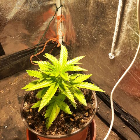 Double Cookies growlog timeline photo