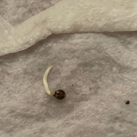 Velvet Moon 🌙  growlog timeline photo