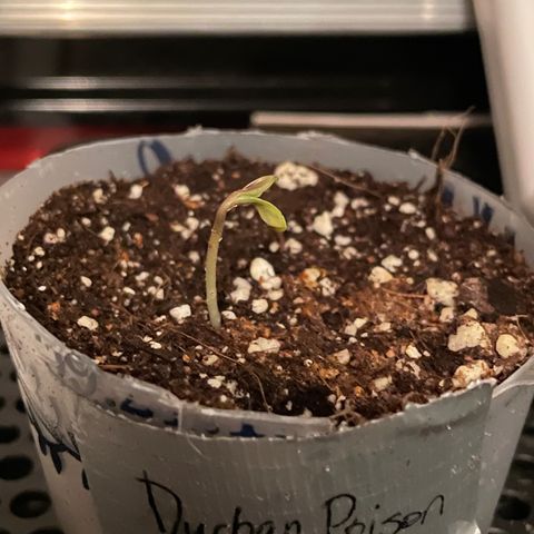 Durban Poison ☠️ growlog timeline photo