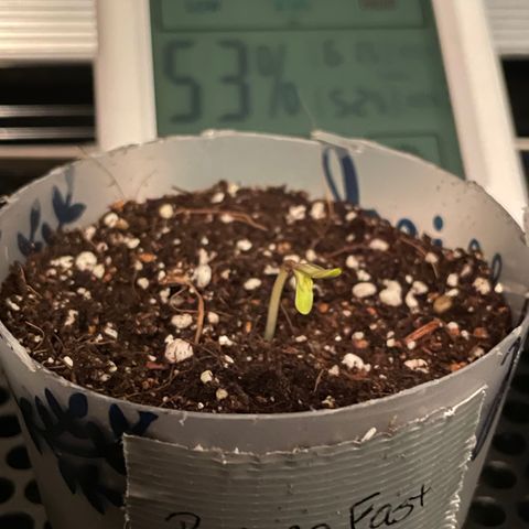 Banana Fast 🍌 growlog timeline photo