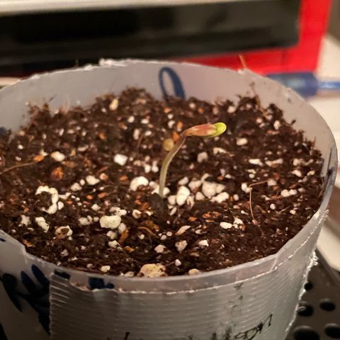 Velvet Moon 🌙  growlog timeline photo