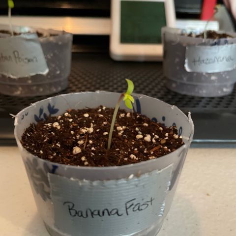 Banana Fast 🍌 growlog timeline photo