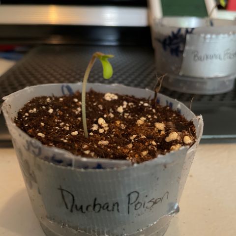 Durban Poison ☠️ growlog timeline photo