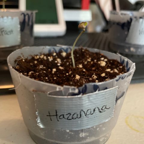 Hazanana 🎄 growlog timeline photo