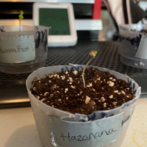 Hazanana 🎄 growlog timeline photo