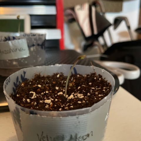 Velvet Moon 🌙  growlog timeline photo