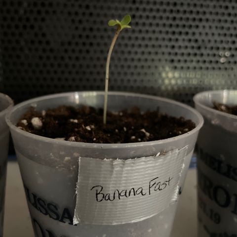 Banana Fast 🍌 growlog timeline photo