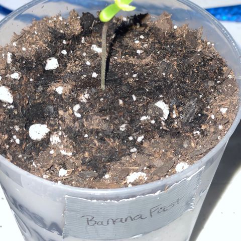 Banana Fast 🍌 growlog timeline photo