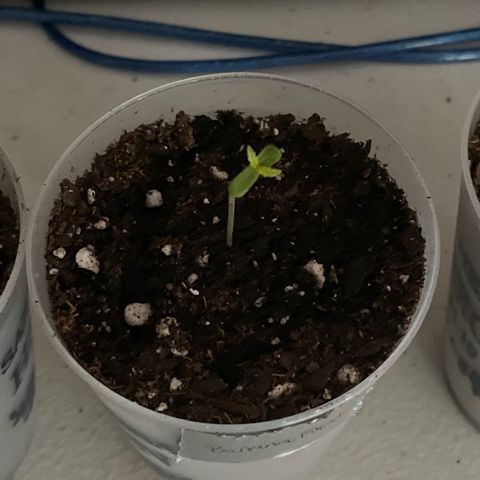 Banana Fast 🍌 growlog timeline photo