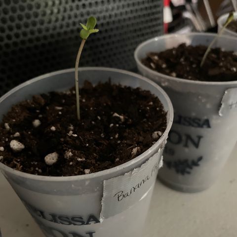Banana Fast 🍌 growlog timeline photo